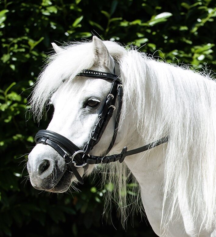 HKM Hoofdstel Mini Shetty