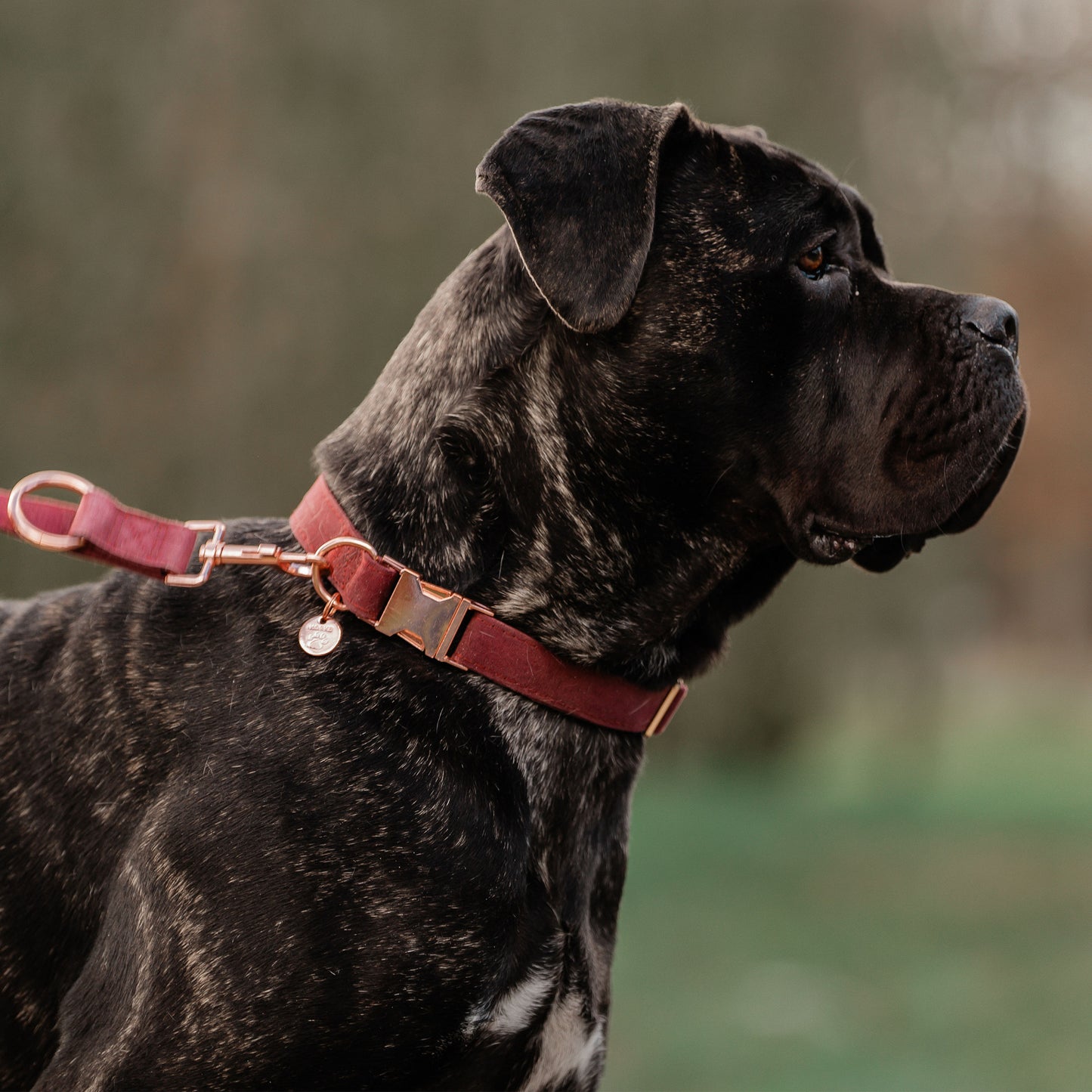 1 Horka Honden Halsband Velvet winter 2025/2026